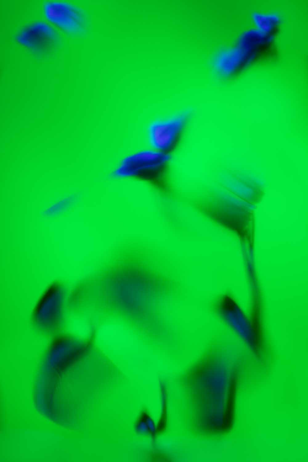 Claudia Malecka – Glitch Flowers 2023