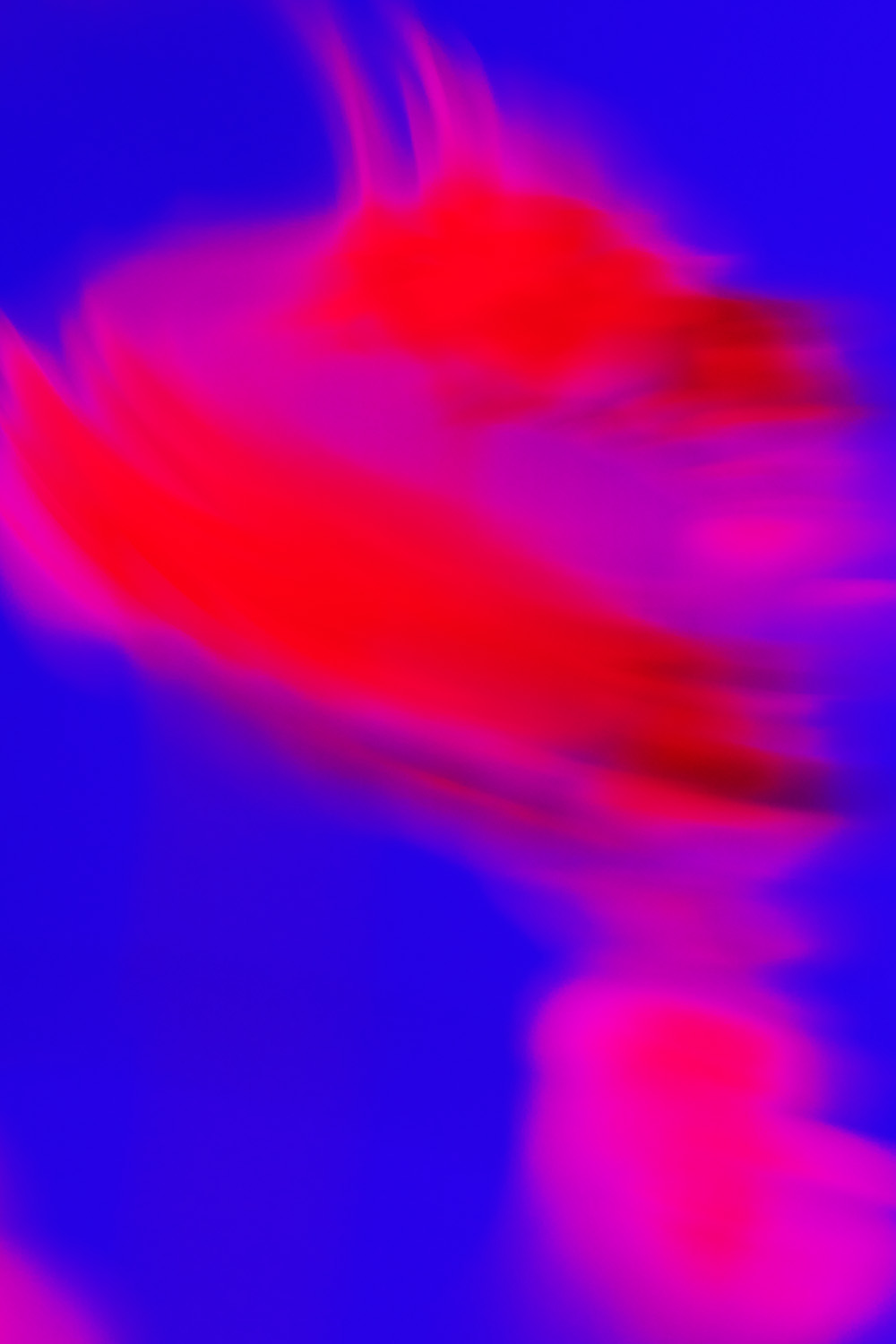 Claudia Malecka – Glitch Flowers 2023