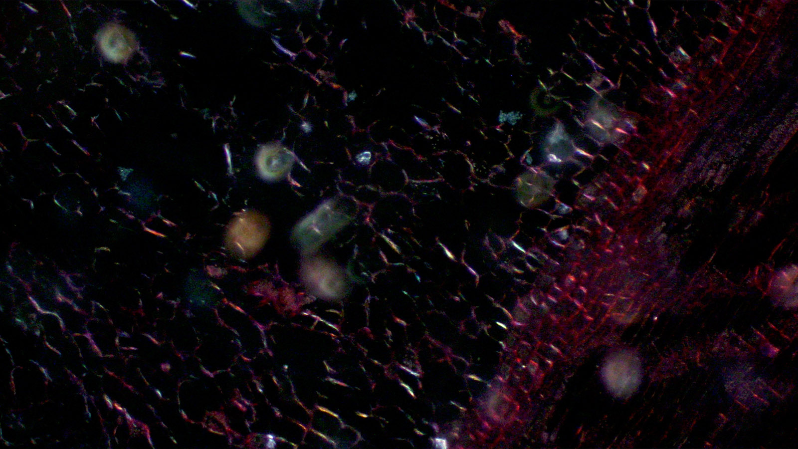 Claudia Malecka – Cosmos, Nature, Human, Nature, Cosmos
